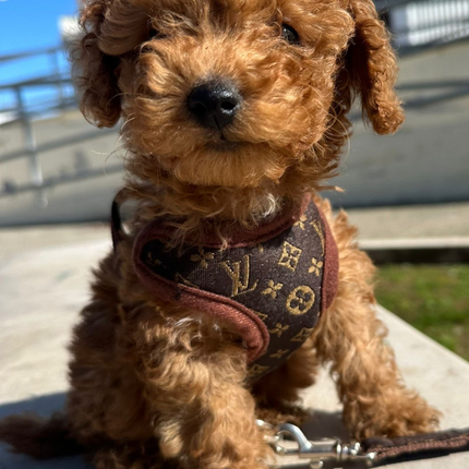 No Pull Dog Harness with Front Clip – image 5