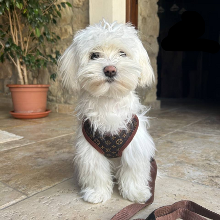 Dog Harness and Leash Set, No Pull Dog Harness with Front Clip, Adjustable Puppy Harness with Matching Dog Leash