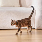 Pet Cat Toy Laser Collar with Adjustable Strap | Durable ABS Design for Endless Fun and Exercise