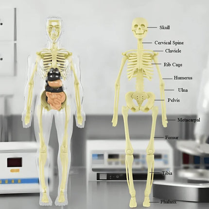 3D Anatomy Model, Skeleton Model for Nursing Student Gift – image 11