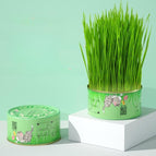 Cat Grass Can Wheat Seeds