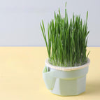 Cat Grass Cup Wheat Seeds