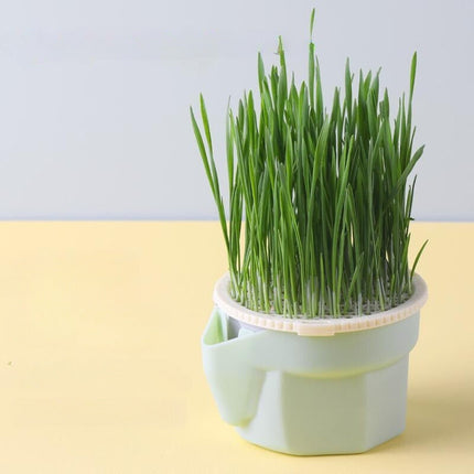 Organic Cat Grass Hydroponic Planter Box with Non-Toxic Material | Fresh Nutrition for Healthy Cats