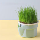 Organic Cat Grass Hydroponic Planter Box with Non-Toxic Material | Fresh Nutrition for Healthy Cats
