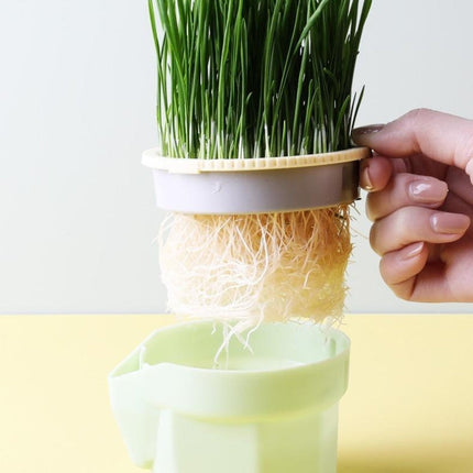 Organic Cat Grass Hydroponic Planter Box with Non-Toxic Material | Fresh Nutrition for Healthy Cats