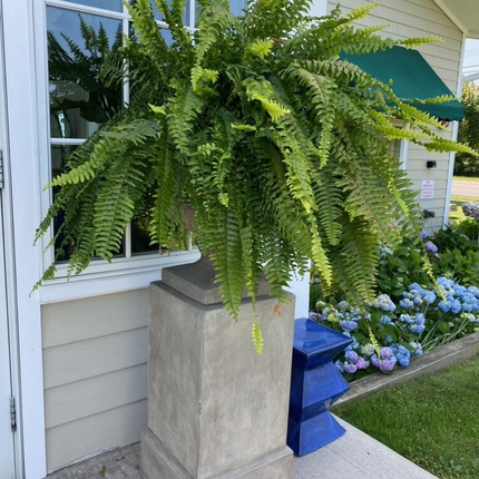 Artificial Boston Ferns Set of 18, Fake Ferns Outdoor – image 9